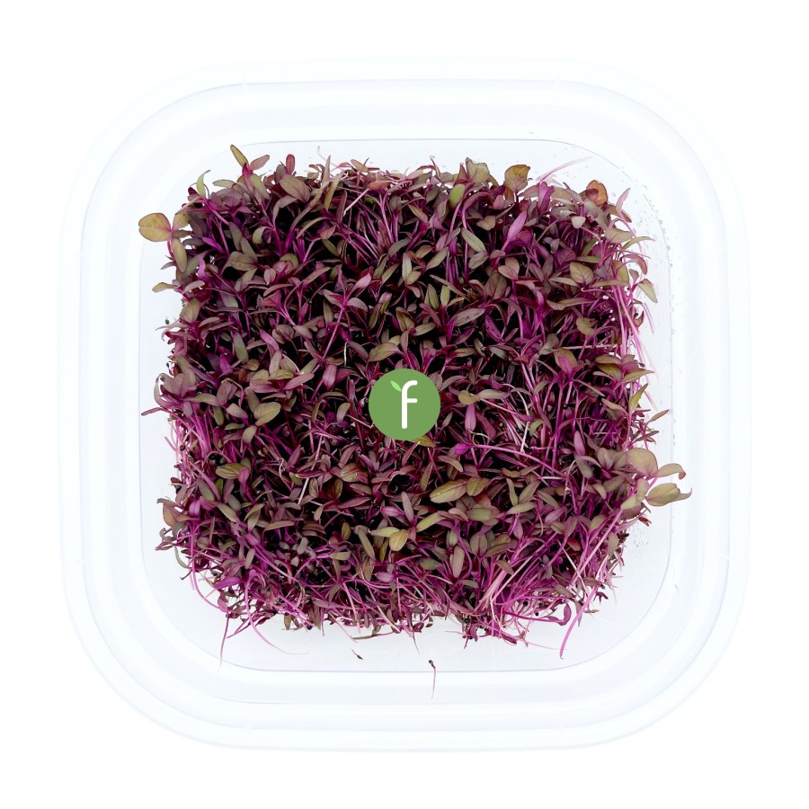 

Sayur Bayam Merah Mikro | Red Spinach Fresh Microgreens