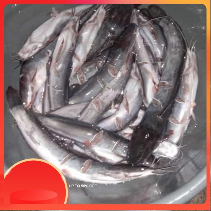 

(ST) Lele Bumbu Kuning / Tanpa Kepala / Siap Goreng - Utuh, 500 gram