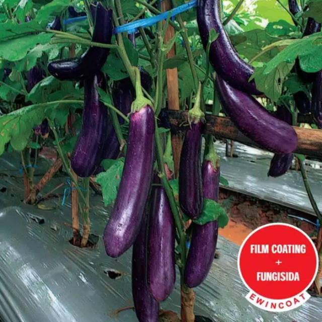 BENIH TERONG UNGU LAGUNA 400 BIJI