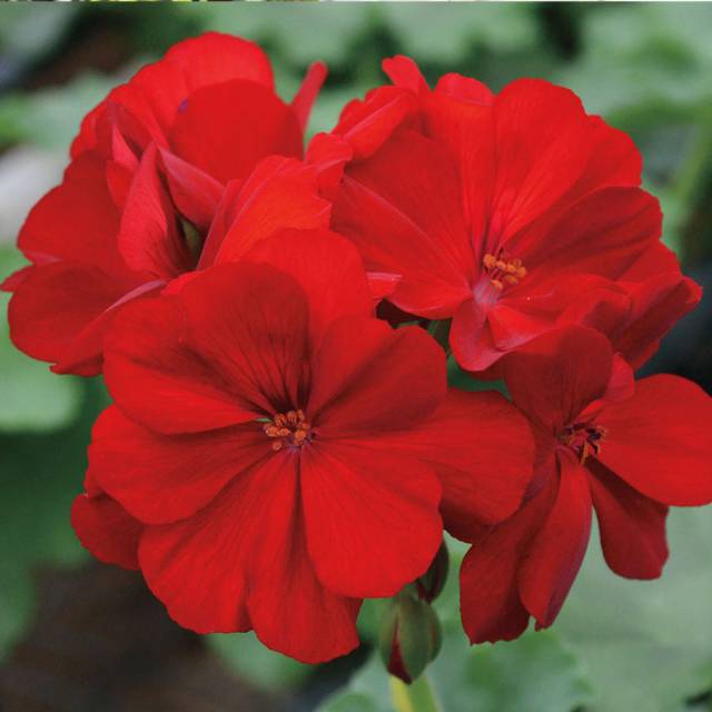 Tanaman bunga geranium merah