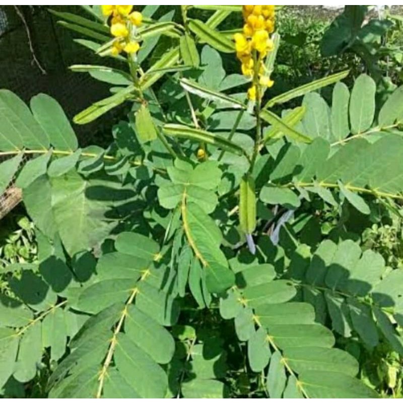 200 Lembar Daun Ketepeng Segar / Daun Ketepeng Cina / Daun Ketapang Segar / Daun Ketepeng Obat Gatal