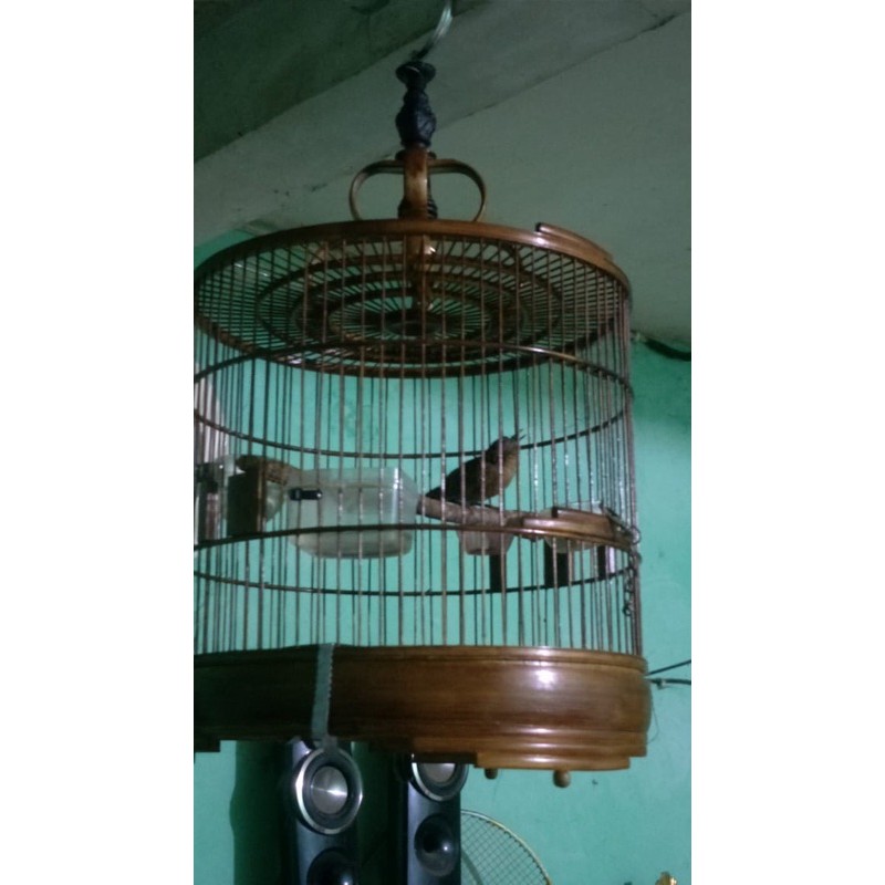 Burung Wambi Mini