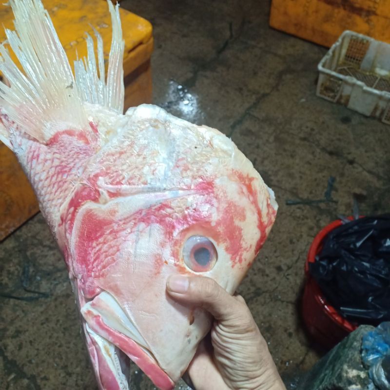 

Kepala ikan kakap merah 1kg