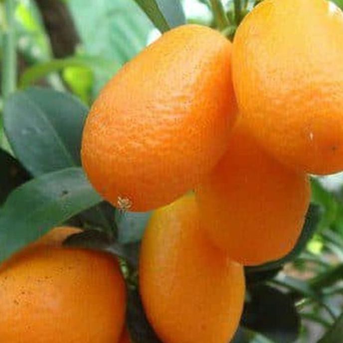 terlaris bibit jeruk nagami okulasi pohon jeruk buah jeruk nagami 