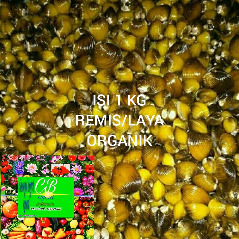 

remis/laya organik/1 kg remis hidup