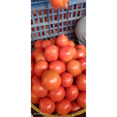 

Tomat Buah