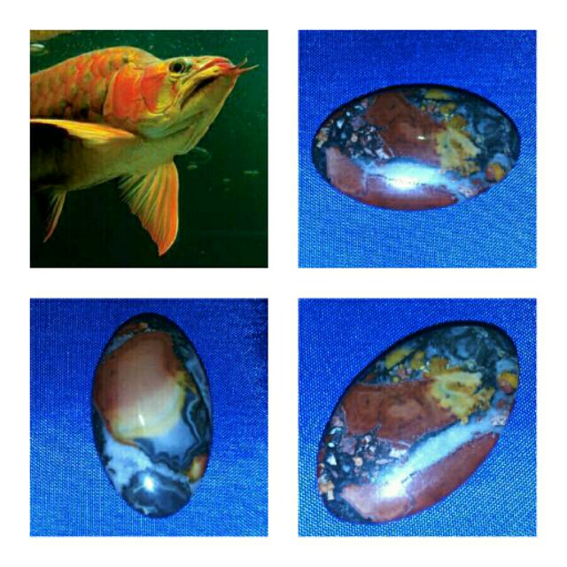 Batu Gambar Ikan Arwana Arapaima