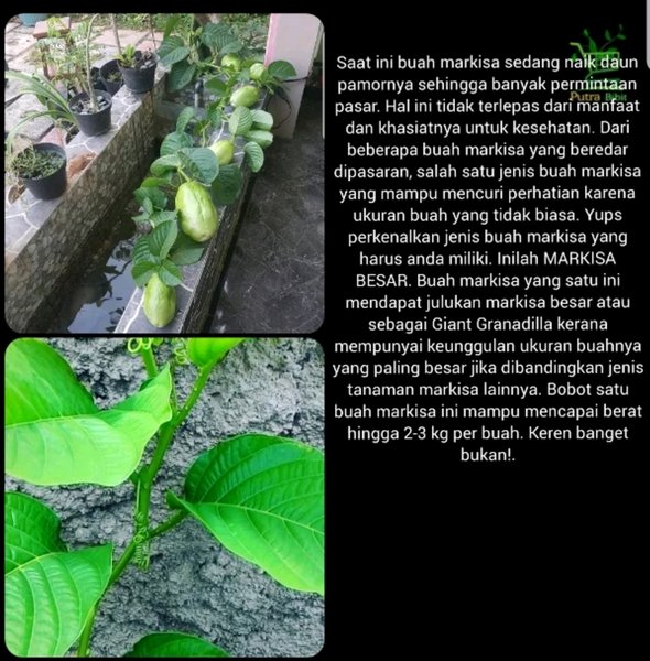 Bibit tanaman markisa jumbo - pohon markisa jumbo - erbis