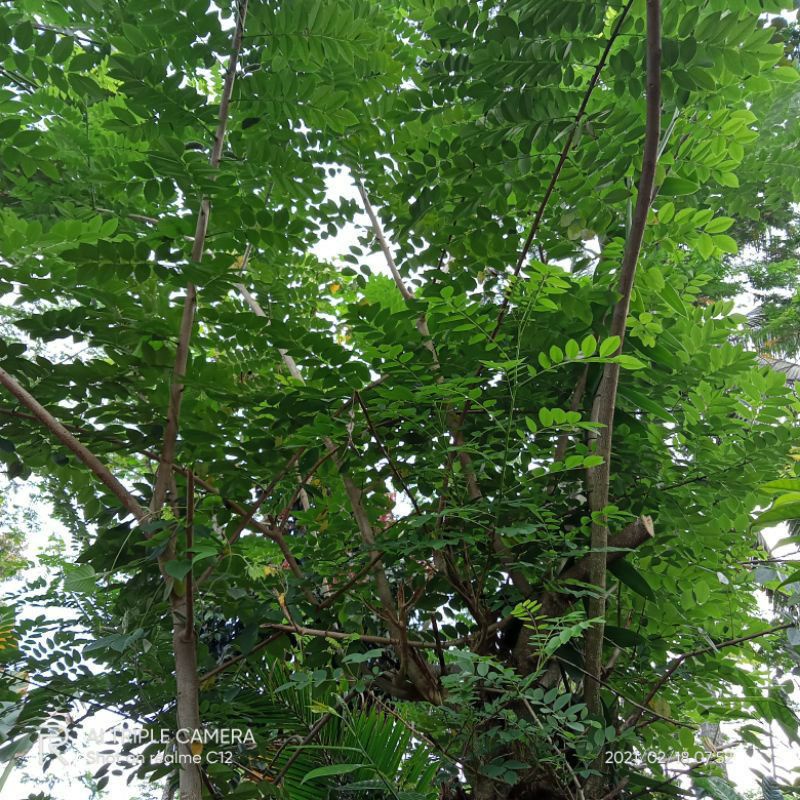 Bibit stek indigofera / gamal pakan ternak ( suffruticosa indigofera) hijau