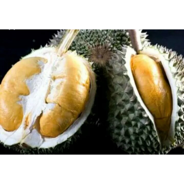 BIBIT POHON DURIAN DURI HITAM OCHEE ASLI