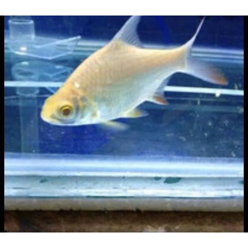 ikan kaviat Albino