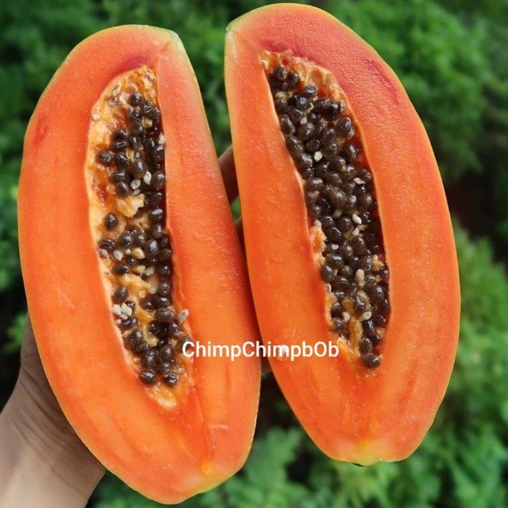 

PEPAYA CALIFORNIA MANIS SEGAR 1KG / PAPAYA CALIFORNIA FRESH FRUIT 1 BUAH