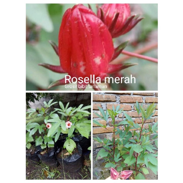 Bibit bunga Rosella merah