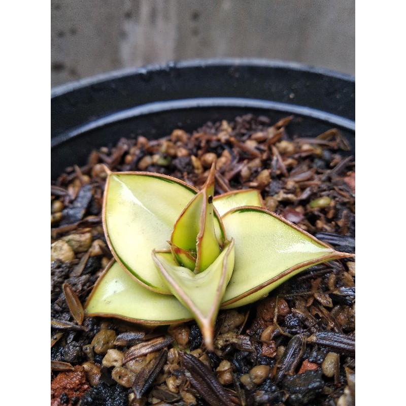 sansevieria lavranos 51 varigata