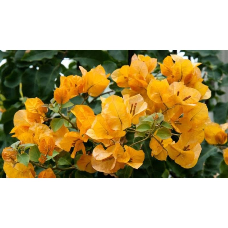 Tanaman Bunga Bougenville Bunga Kertas bugenfil - bugenvil bunga
