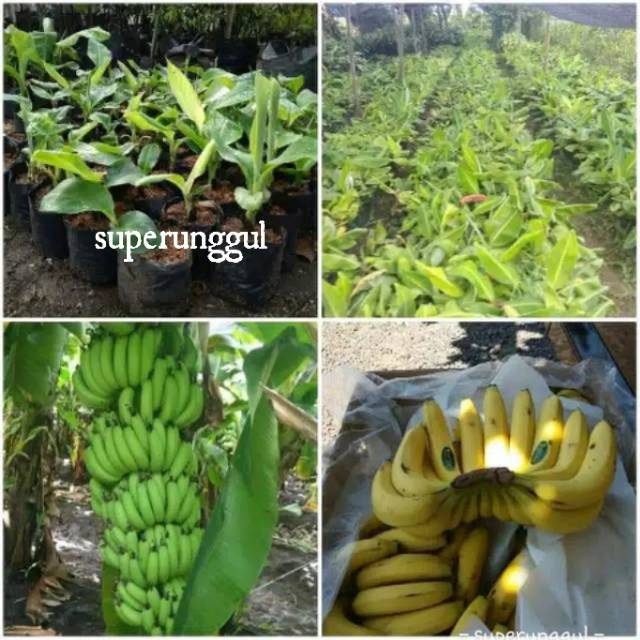 bibit pisang cavendish promo dapat 10 pohon