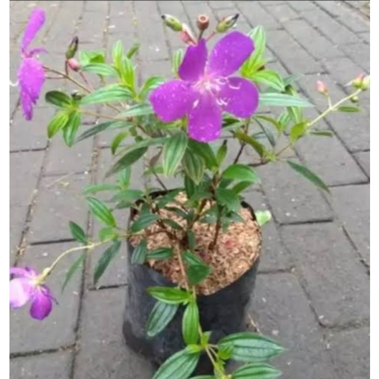 Bibit Senggani Tanaman Senggani Harendong