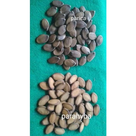 

Hadir biji sengon parica dan parahyba atau pakis brasil perbiji 3000