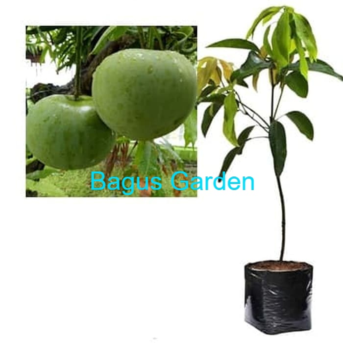 Bibit Mangga Apel Pohon Mangga Bibit Buah Mangga Apel