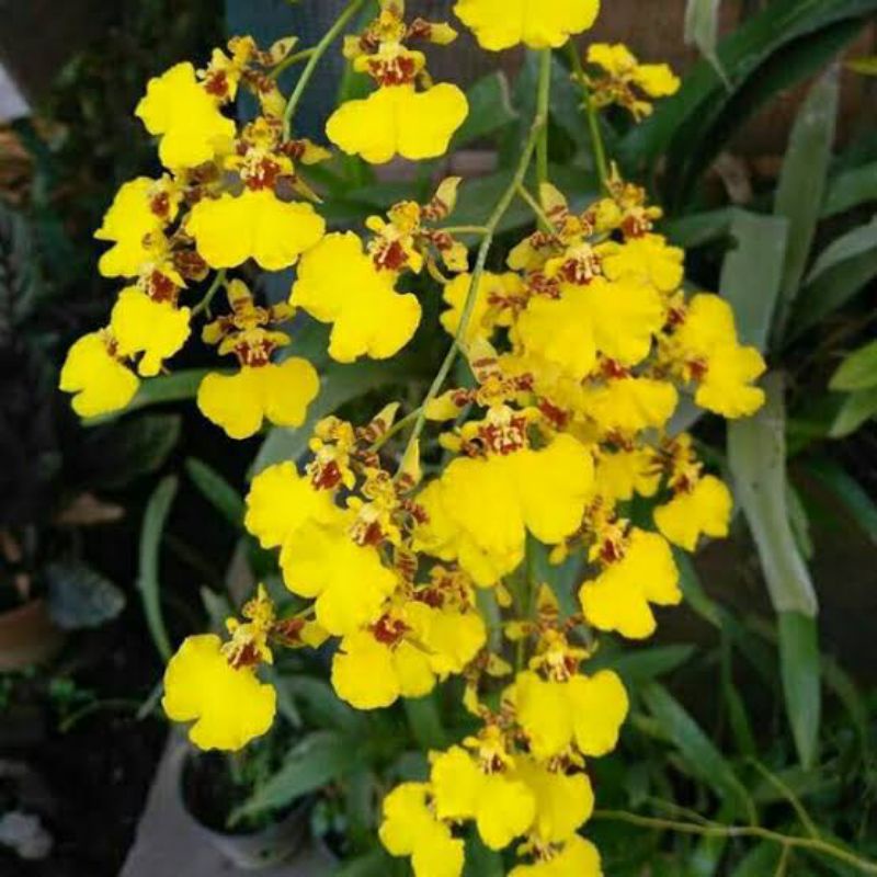 oncidium