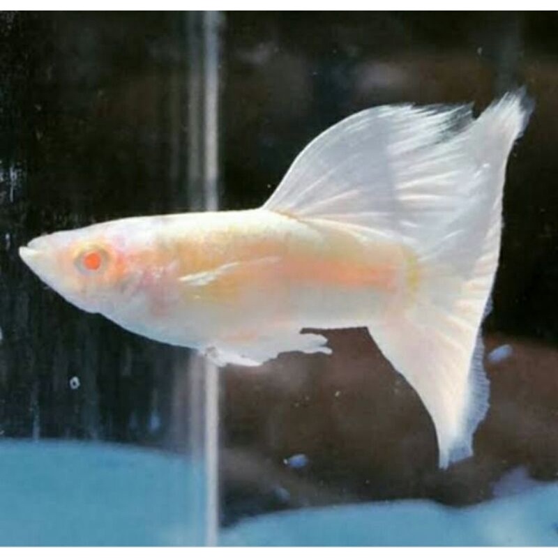 AFP ( Albino Full Platinum)