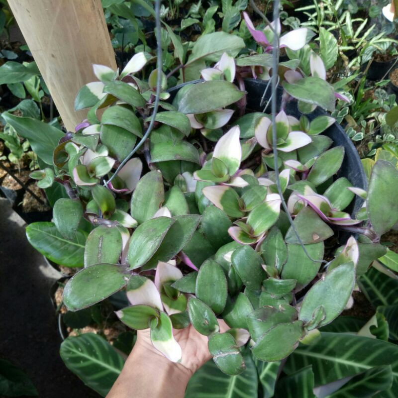 tanaman hias pot gantung lidah kera becolour