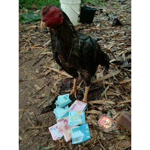 Doping Ayam Aduan Jamu Setan