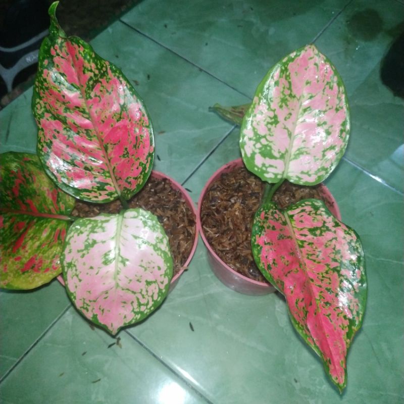 Aglaonema Khocin, Dud Anja, Ruby, & Colocasia kura-kura