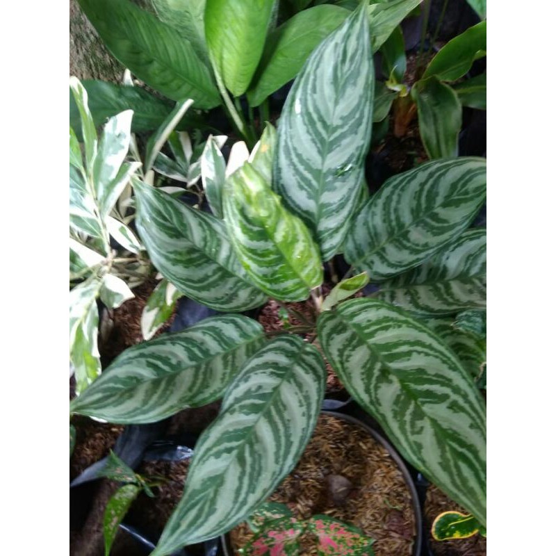 tanaman hias blanceng sri rejeki sirver-tanaman sri rezeki-sri rejeki-pohon hias sri rezeki sirver