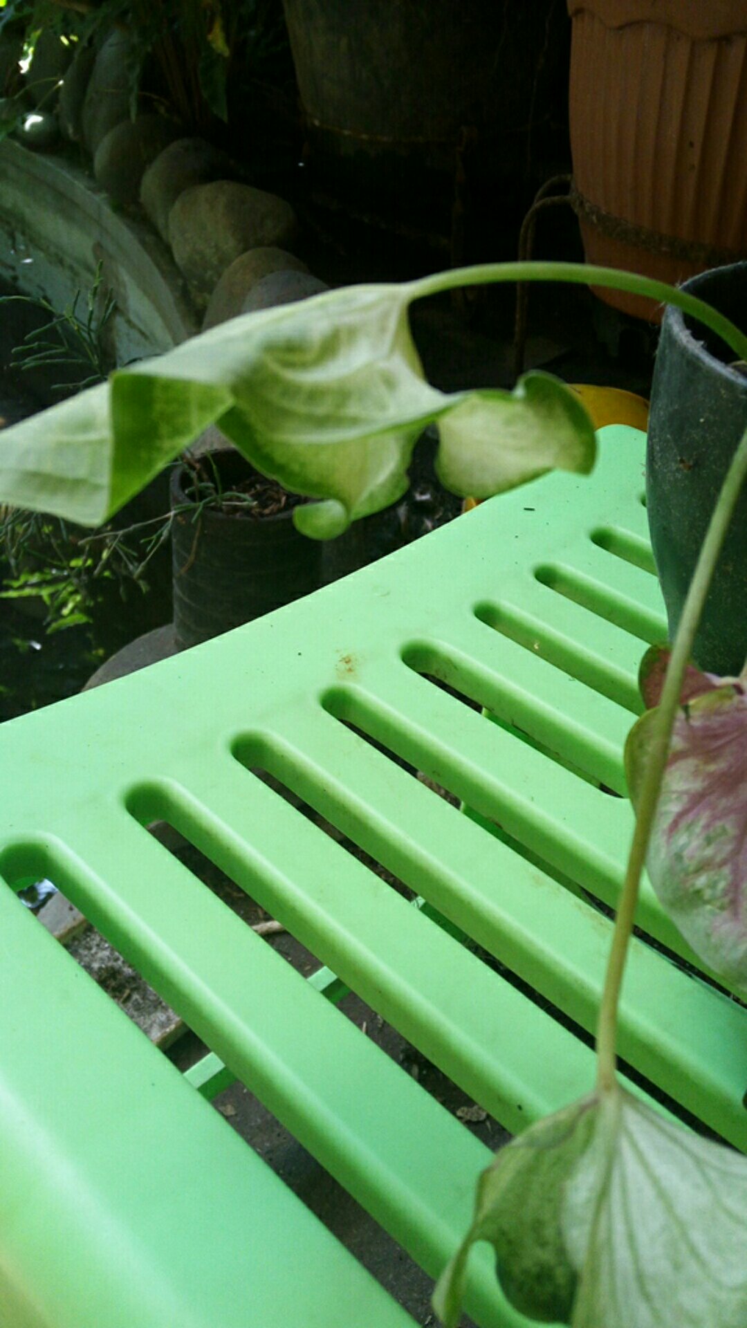 Caladium White Knight/ Dikirim Anakan Bibit White Knight