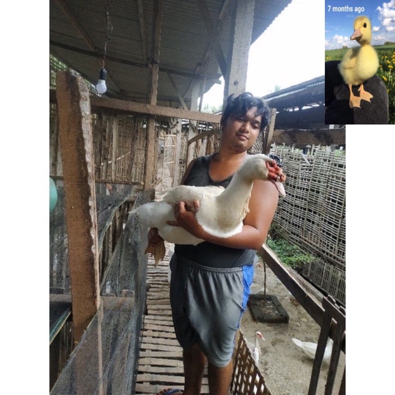 FGFG56846 TELUR FERTIL MENTOK/ENTOK JUMBO LEHER PANJANG ASLI BLITAR 564568