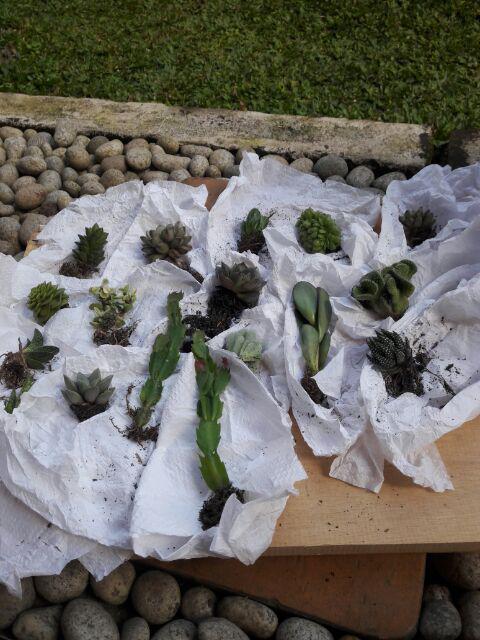 Paket Sekulen 50 Pcs