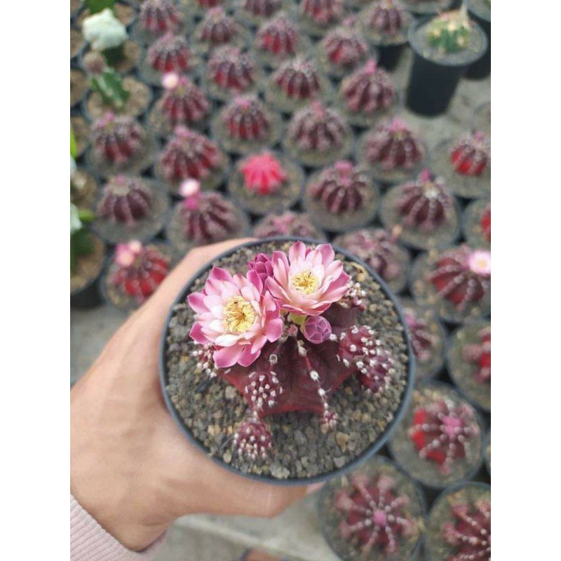 Gymno super red korea