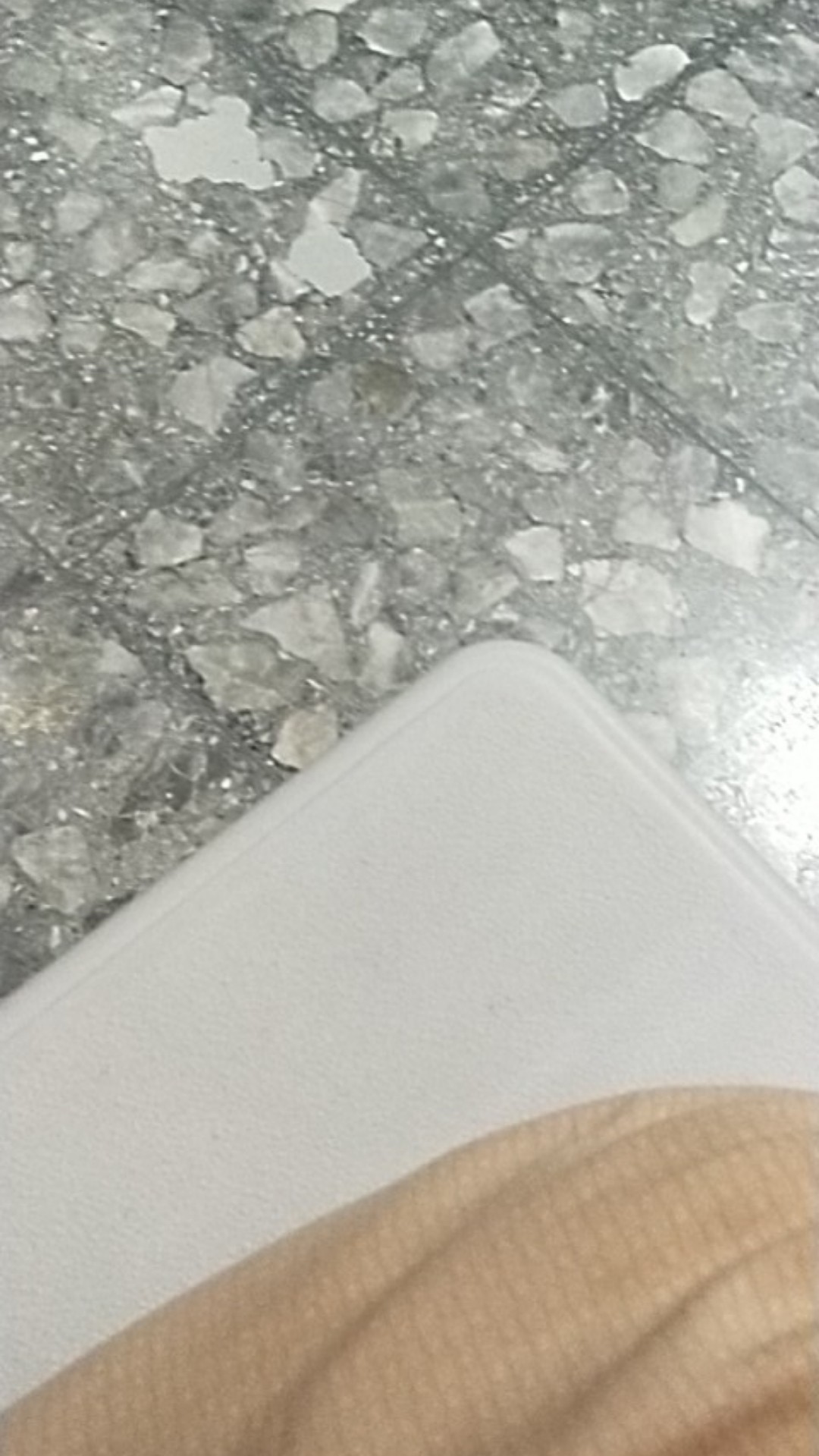 Bibit Alpukat Mentega Jumbo Bibit Benih Tanaman Buah Alpukat Mentega Jumbo