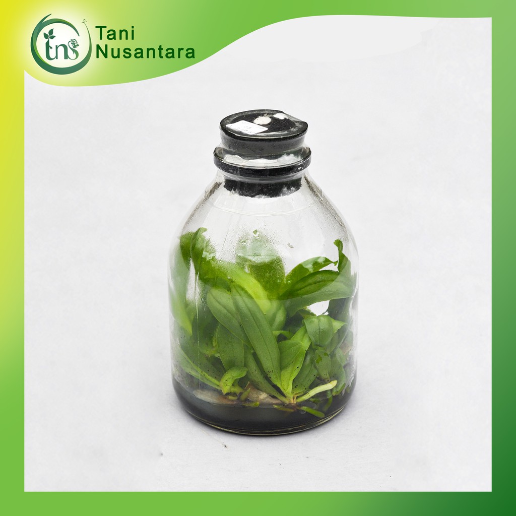 Bibit Anggrek Botol Bulan/plalaenopsis Taiwan