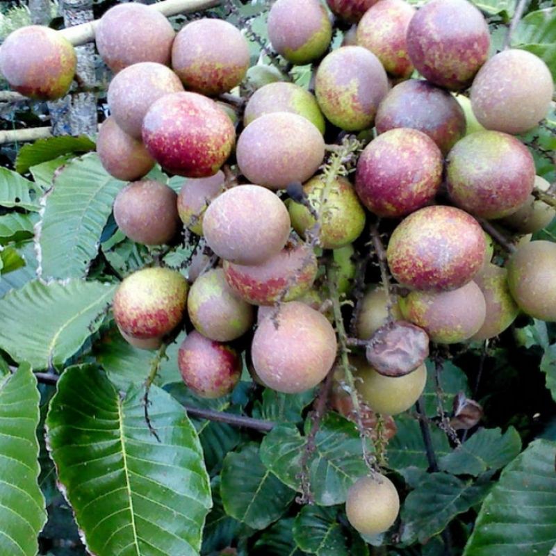 matoa bibit buah matoa unggul