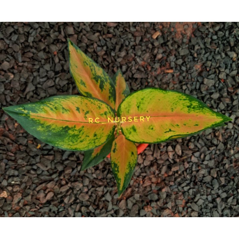 aglonema kocin tembaga