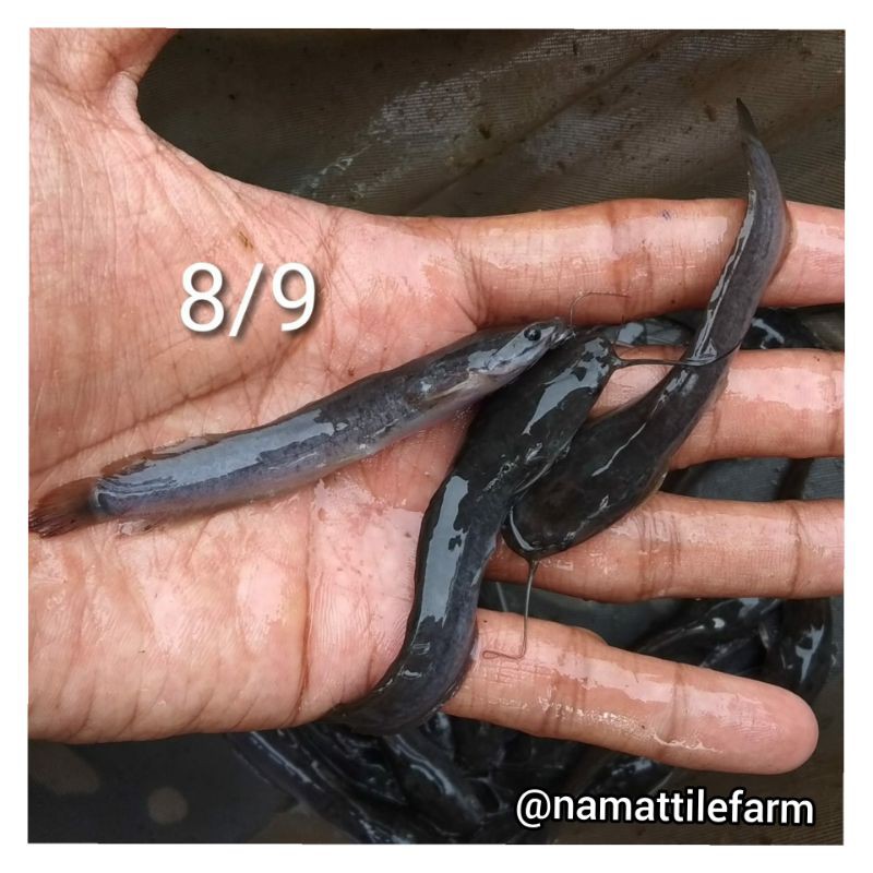 bibit ikan lele Sangkuriang ukuran 8-9cm