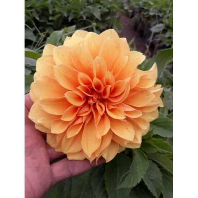 Gambar Bunga  Dahlia  Hitam Putih