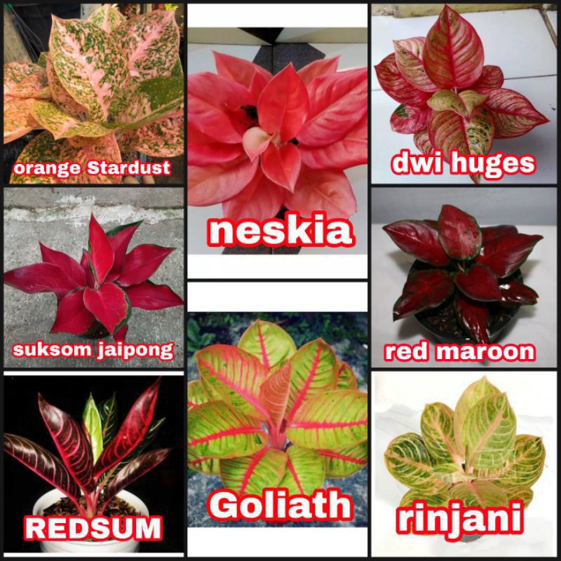 PROMO PAKET 8 BONGGOL AGLONEMA ,