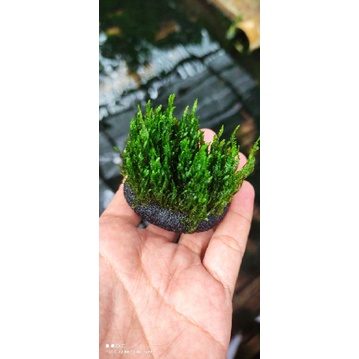 mos flame media wabikusa