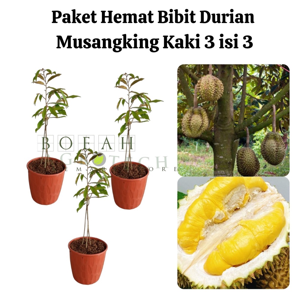 Paket Hemat Bibit Durian Musangking Kaki 3 Isi 3 Bonus Bibit Strawberry+Polibag