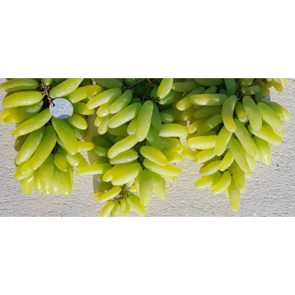 bibit anggur import IFG 29 WATERFALL TANPA BIJI