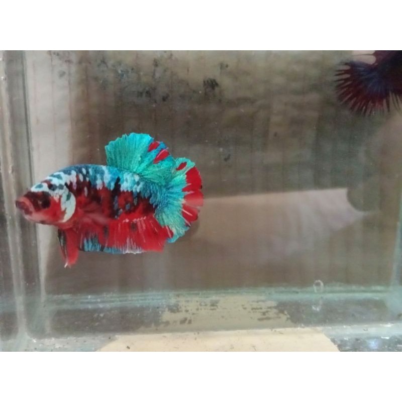 

ikan cupang Koi Galaxy Multicolor