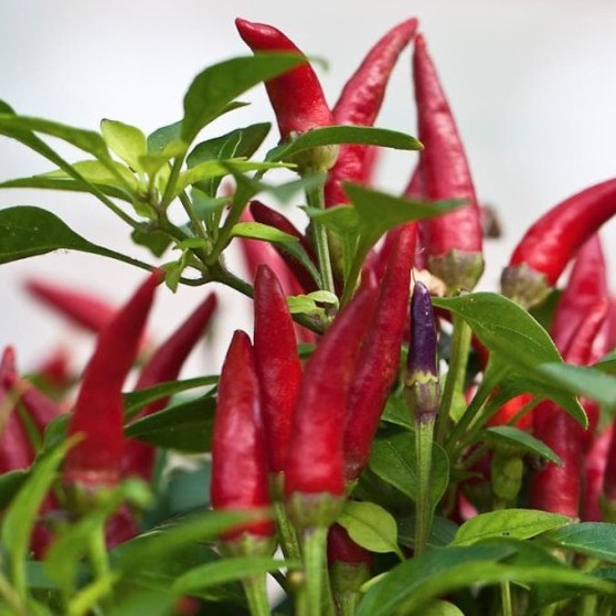 Benih Cabai Rawit &quot;PELITA&quot; Rasa Super Pedas ( Kategori Cabai SETAN )