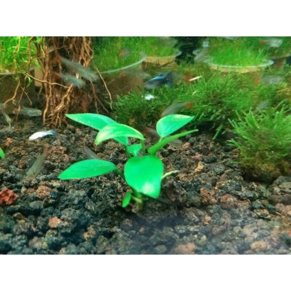 Tanaman Aquascape " Anubias Nana Mini "