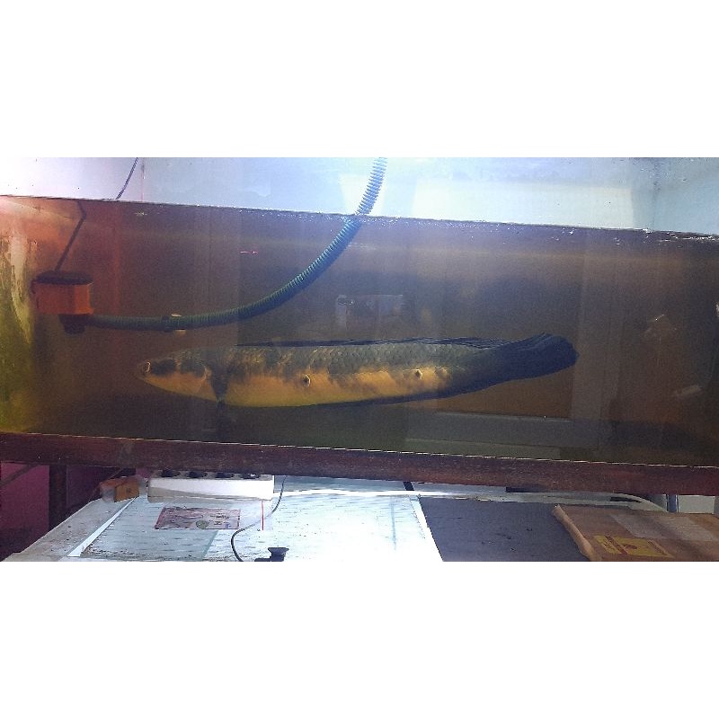 channa red sampit big size