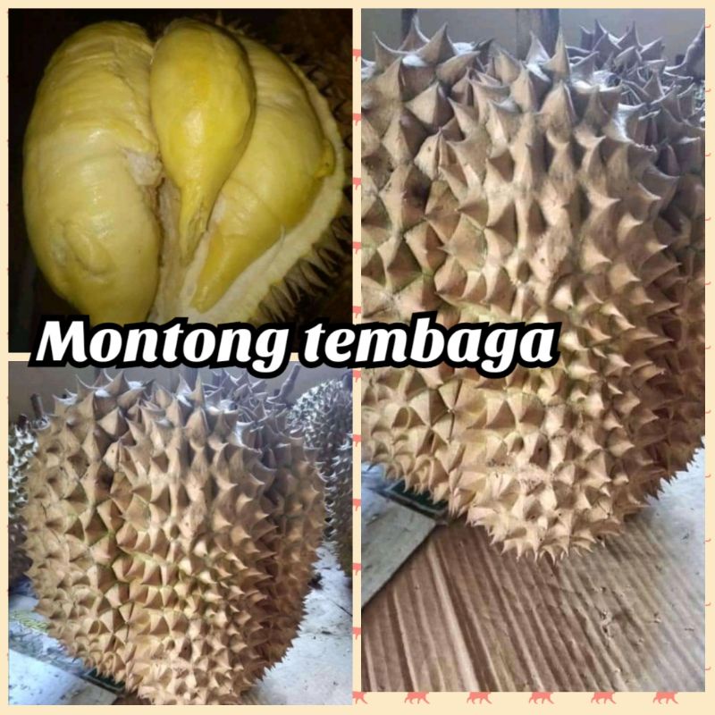 bibit durian montong tembaga asli