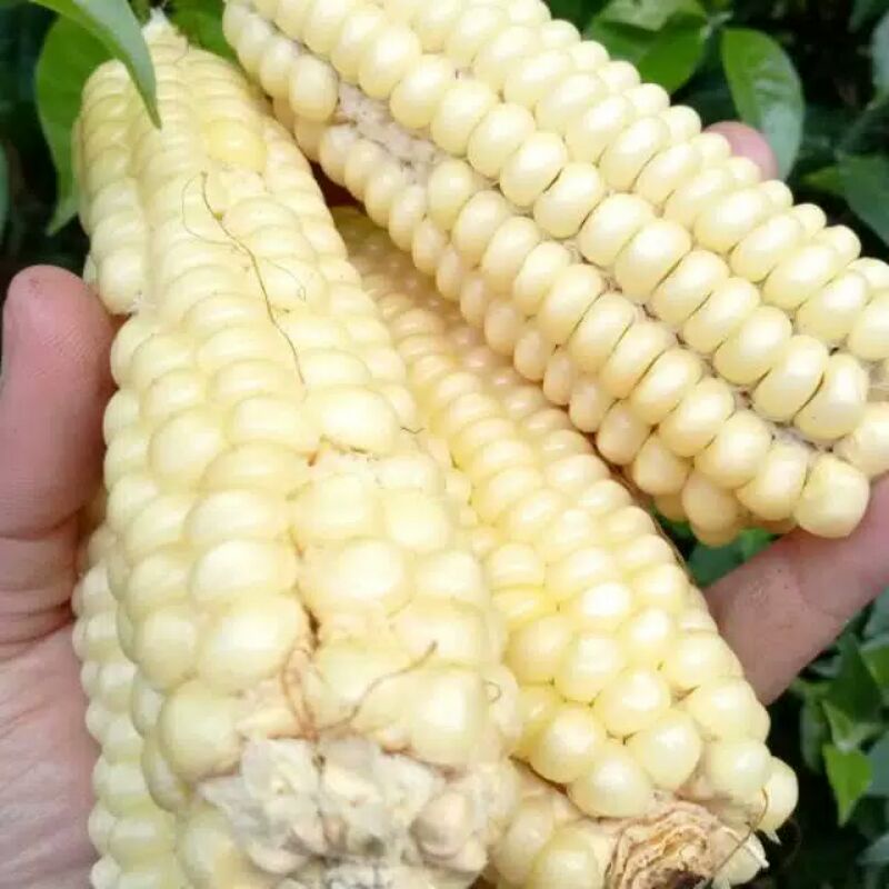

jagung putih asli 1kg