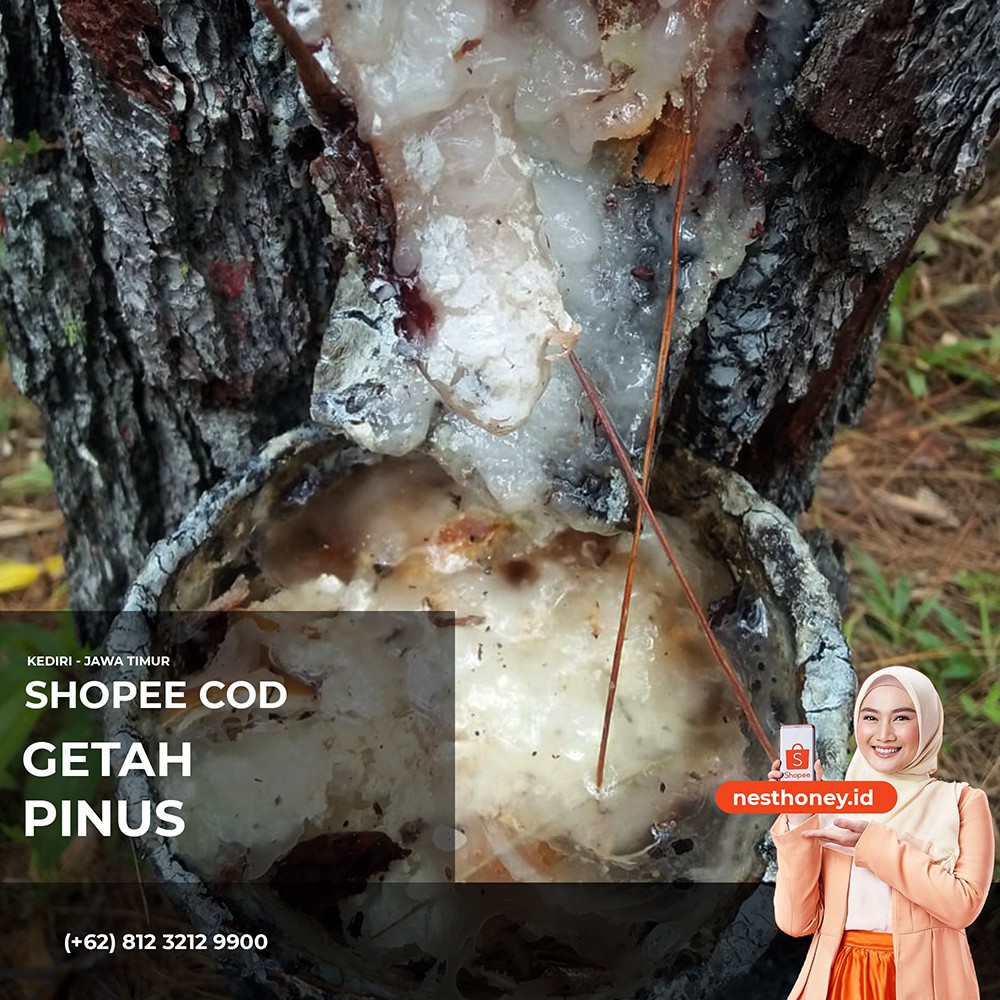 Getah Pinus 1kg / Resin untuk Klanceng Kelulut Kele kele Teuweul Trigona